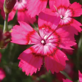 Dianthus deltoides Brilliant - réti szegfű