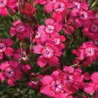 Dianthus deltoides Brilliant - réti szegfű
