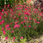 Dianthus deltoides Leuchtfrunk- réti szegfű