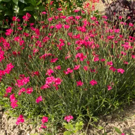 Dianthus deltoides Leuchtfrunk- réti szegfű