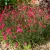 Dianthus deltoides Leuchtfrunk- réti szegfű