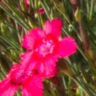 Dianthus deltoides Leuchtfrunk- réti szegfű