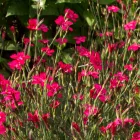 Dianthus deltoides Leuchtfrunk- réti szegfű