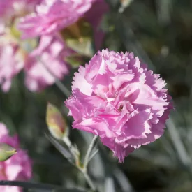 Dianthus plumarius Double Rose- tollas szegfű