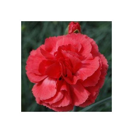 Dianthus plumarius Deep Rose- tollas szegfű
