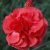 Dianthus plumarius Deep Rose- tollas szegfű
