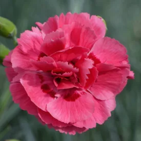 Dianthus plumarius Rose- tollas szegfű