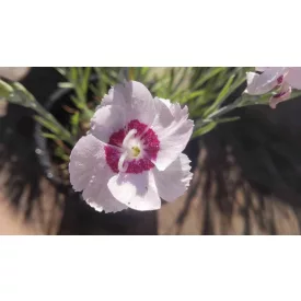Dianthus plumarius White Red- tollas szegfű