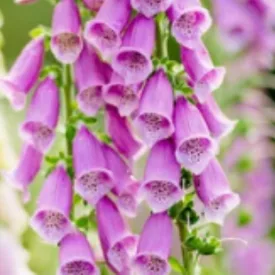 Digitalis purpurea Dottie Purple - gyűszűvirág