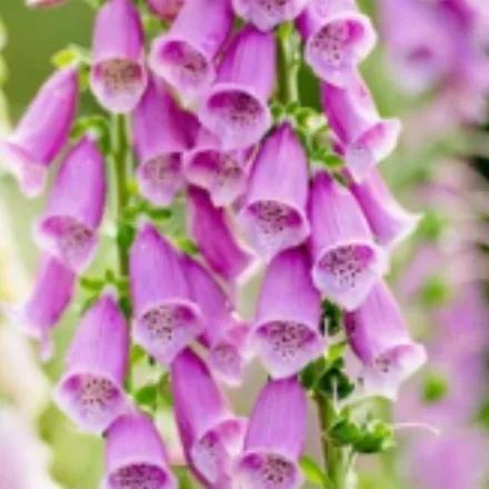 Digitalis purpurea Dottie Purple - gyűszűvirág