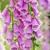 Digitalis purpurea Dottie Purple - gyűszűvirág