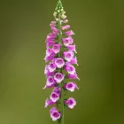 Digitalis purpurea Dottie Purple - gyűszűvirág
