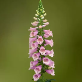 Digitalis purpurea Dottie Warm Rose - gyűszűvirág