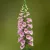 Digitalis purpurea Dottie Warm Rose - gyűszűvirág