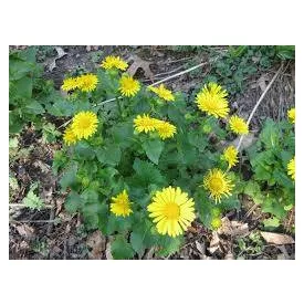 Doronicum orientale Leonardo Compact - zergevirág