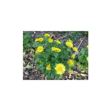 Doronicum orientale Leonardo Compact - zergevirág
