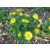 Doronicum orientale Leonardo Compact - zergevirág