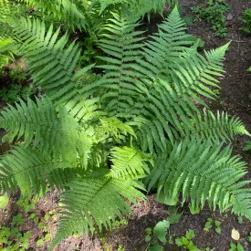 Dryopteris affinis - pelyvás pajzsika