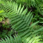 Dryopteris affinis - pelyvás pajzsika