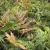 Dryopteris erythrosora - japán pajzsika
