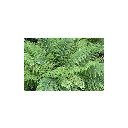 Dryopteris filix mas - erdei pajzsika