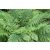 Dryopteris filix mas - erdei pajzsika
