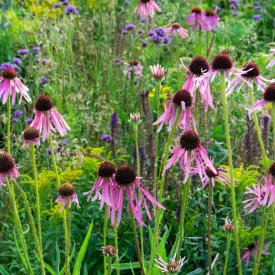Echinacea pallida Hula Dancer - halvány kasvirág