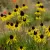 Echinacea paradoxa - sárga kasvirág