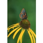 Echinacea paradoxa - sárga kasvirág