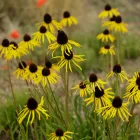Echinacea paradoxa C9 - sárga kasvirág