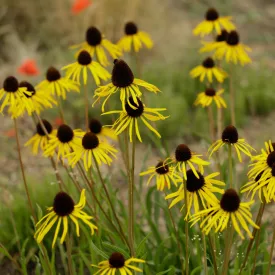 Echinacea paradoxa C9 - sárga kasvirág
