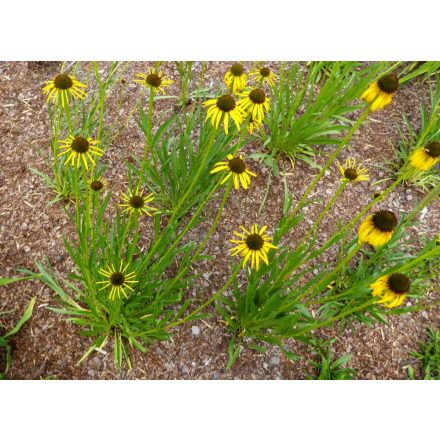 Echinacea paradoxa C9 - sárga kasvirág