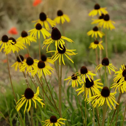 Echinacea paradoxa C9 - sárga kasvirág