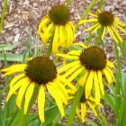 Echinacea paradoxa C9 - sárga kasvirág