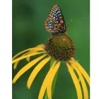 Echinacea paradoxa C9 - sárga kasvirág