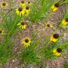 Echinacea paradoxa C9 - sárga kasvirág