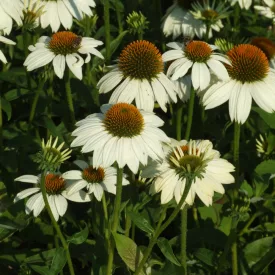 Echinacea purpurea Alba - kasvirág 9