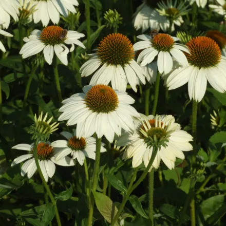 Echinacea purpurea Alba - kasvirág 9