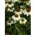 Echinacea purpurea Alba - kasvirág 9