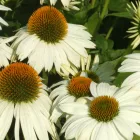 Echinacea purpurea Alba - kasvirág 9