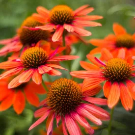   Echinacea purpurea Prairie Blaze Orange Sunset - Orange Sunset kasvirág