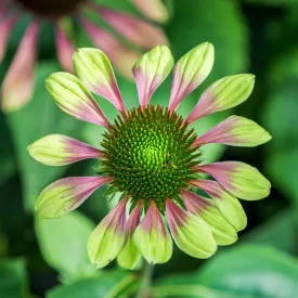   Echinacea purpurea Prairie Blaze Vintage Lime - Lime bíbor kasvirág