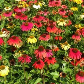 Echinacea purpurea Cheyenne Spirit - kasvirág