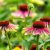 Echinacea purpurea Green Twister - Green Twister kasvirág