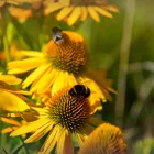 Echinacea purpurea Prairie Blaze Golden Yellow - Golden Yellow kasvirág