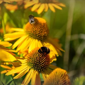   Echinacea purpurea Prairie Blaze Golden Yellow - Golden Yellow kasvirág