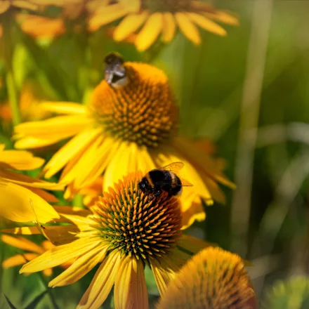 Echinacea purpurea Prairie Blaze Golden Yellow - Golden Yellow kasvirág