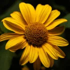 Echinacea purpurea Prairie Blaze Golden Yellow - Golden Yellow kasvirág