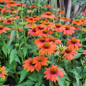   Echinacea purpurea Lakota Orange - Lakota Orange bíbor kasvirág