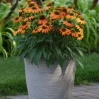 Echinacea purpurea Lakota Orange - Lakota Orange bíbor kasvirág